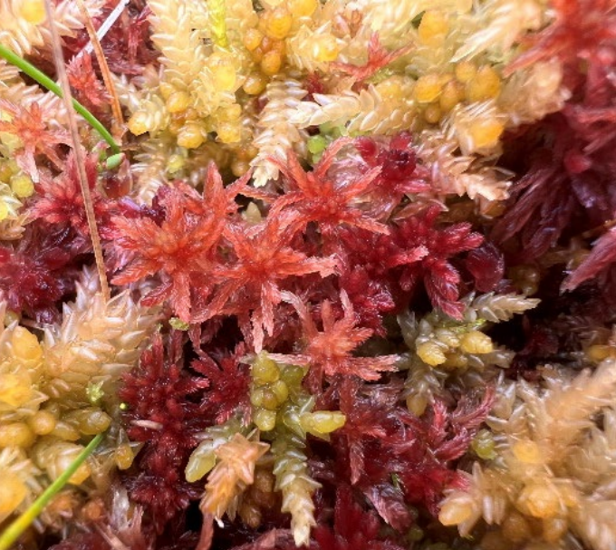 Sphagnum venustum